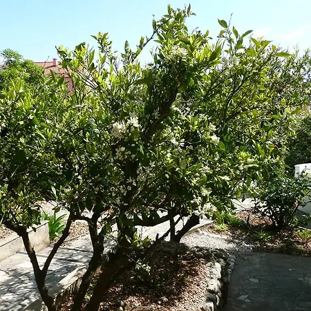 Nima Guest house 4*